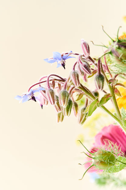 Wildflower Sneglefri blomstermix
