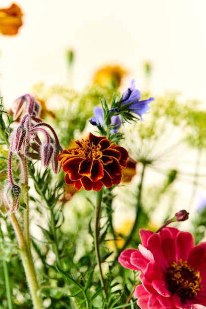 Wildflower Sneglefri blomstermix