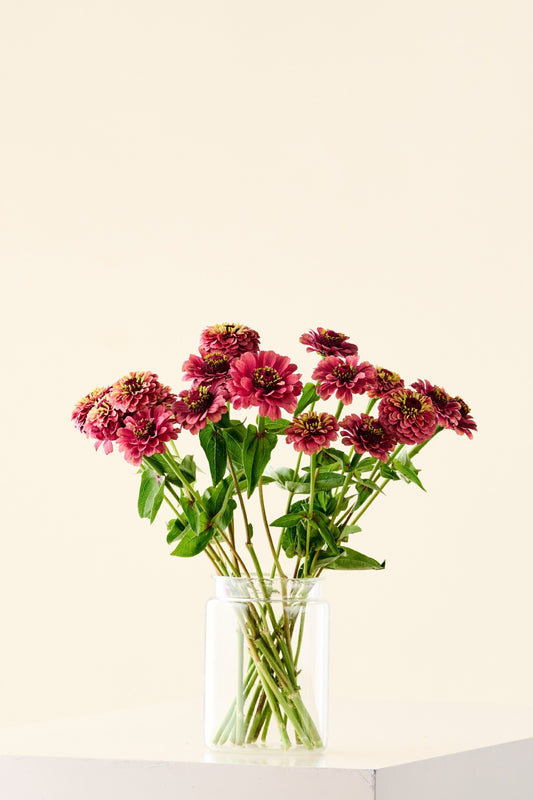 Frøkenhat 'Queen Red Lime' - frø