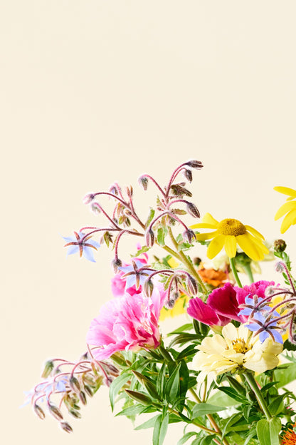 Wildflower 'Blomsterflor' mix