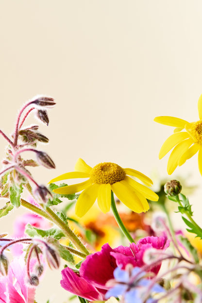Wildflower 'Blomsterflor' mix