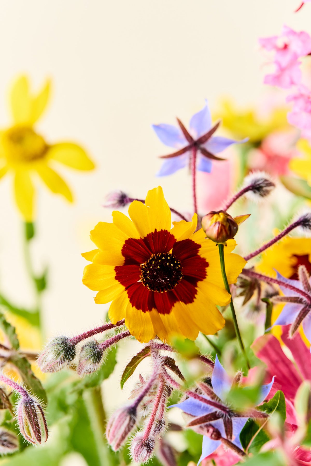 Wildflower 'Blomsterflor' mix