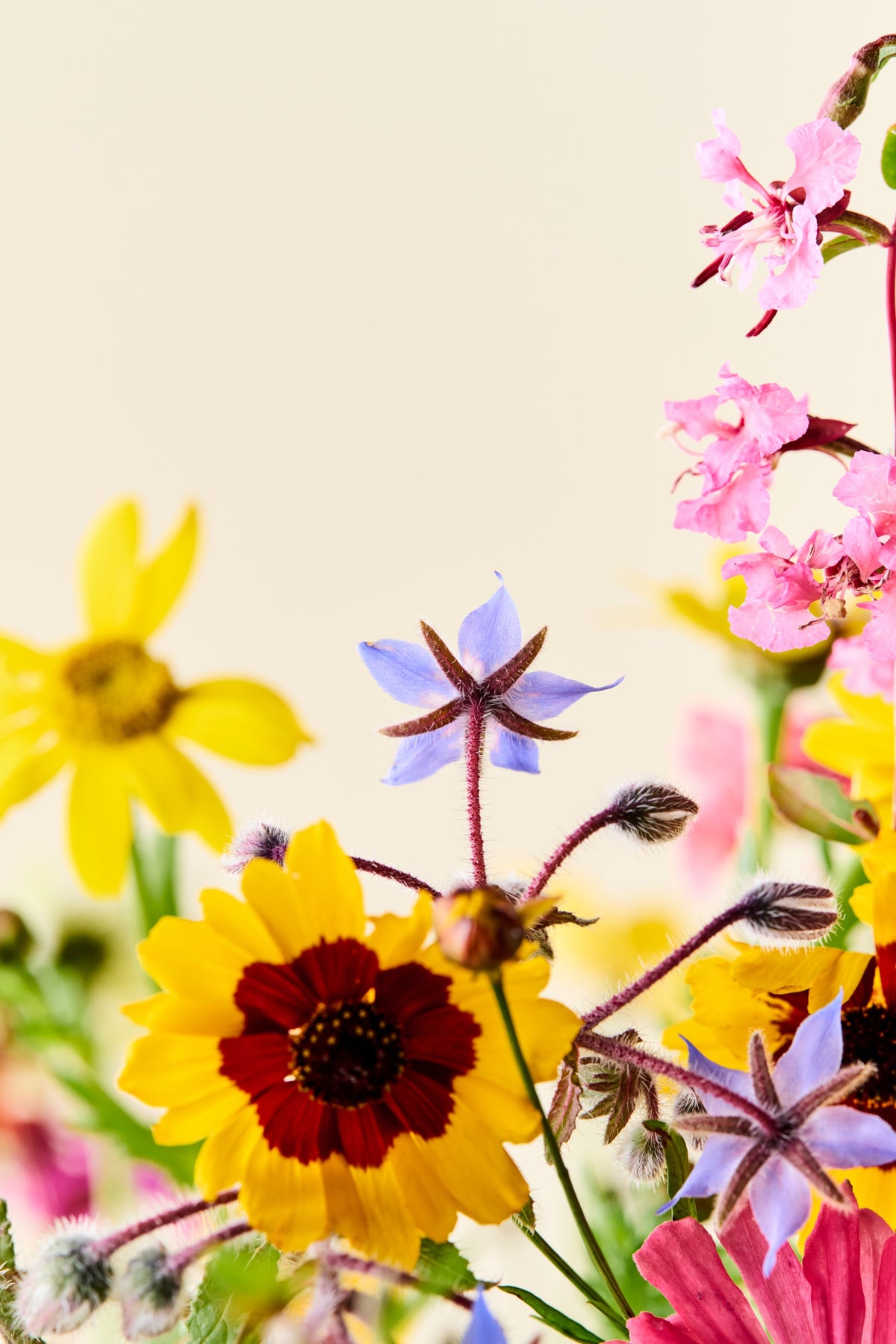 Wildflower 'Blomsterflor' mix