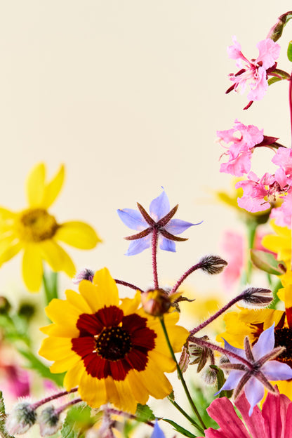 Wildflower 'Blomsterflor' mix