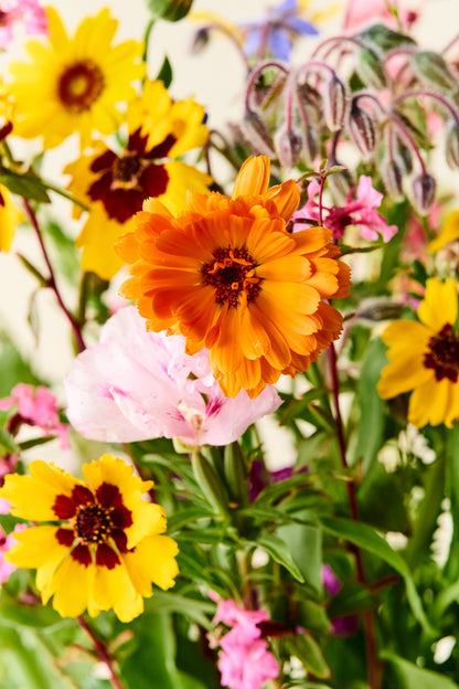 Wildflower 'Blomsterflor' mix