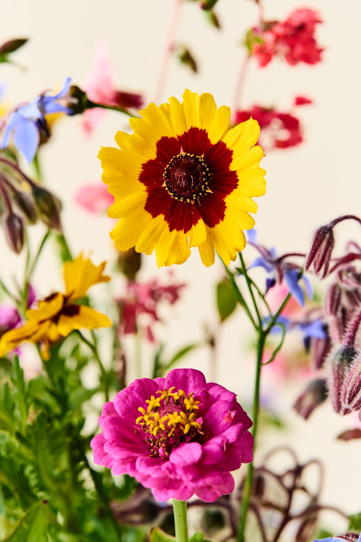 Wildflower 'Blomsterflor' mix