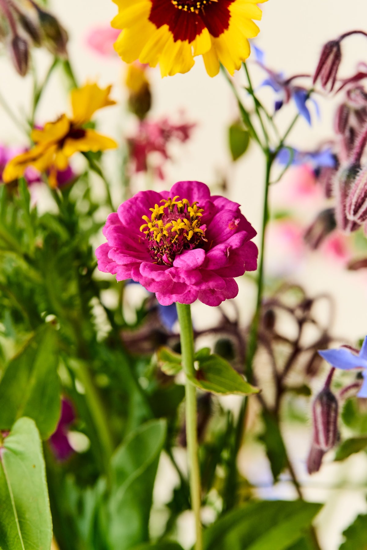 Wildflower 'Blomsterflor' mix