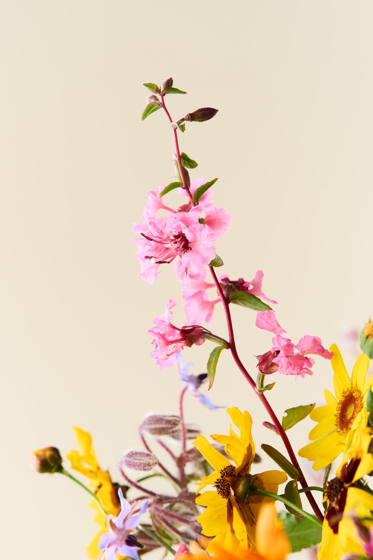 Wildflower 'Blomsterflor' mix