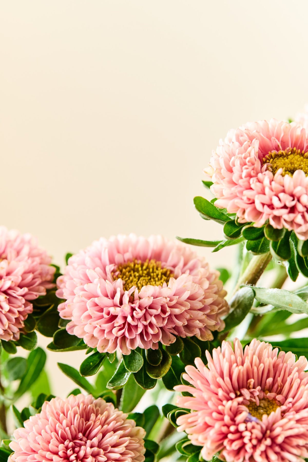 Sommerasters 'Matsumoto Apricot' - frø