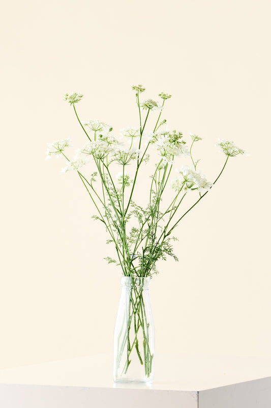 Blomsterkørvel 'QIS White Finch'
