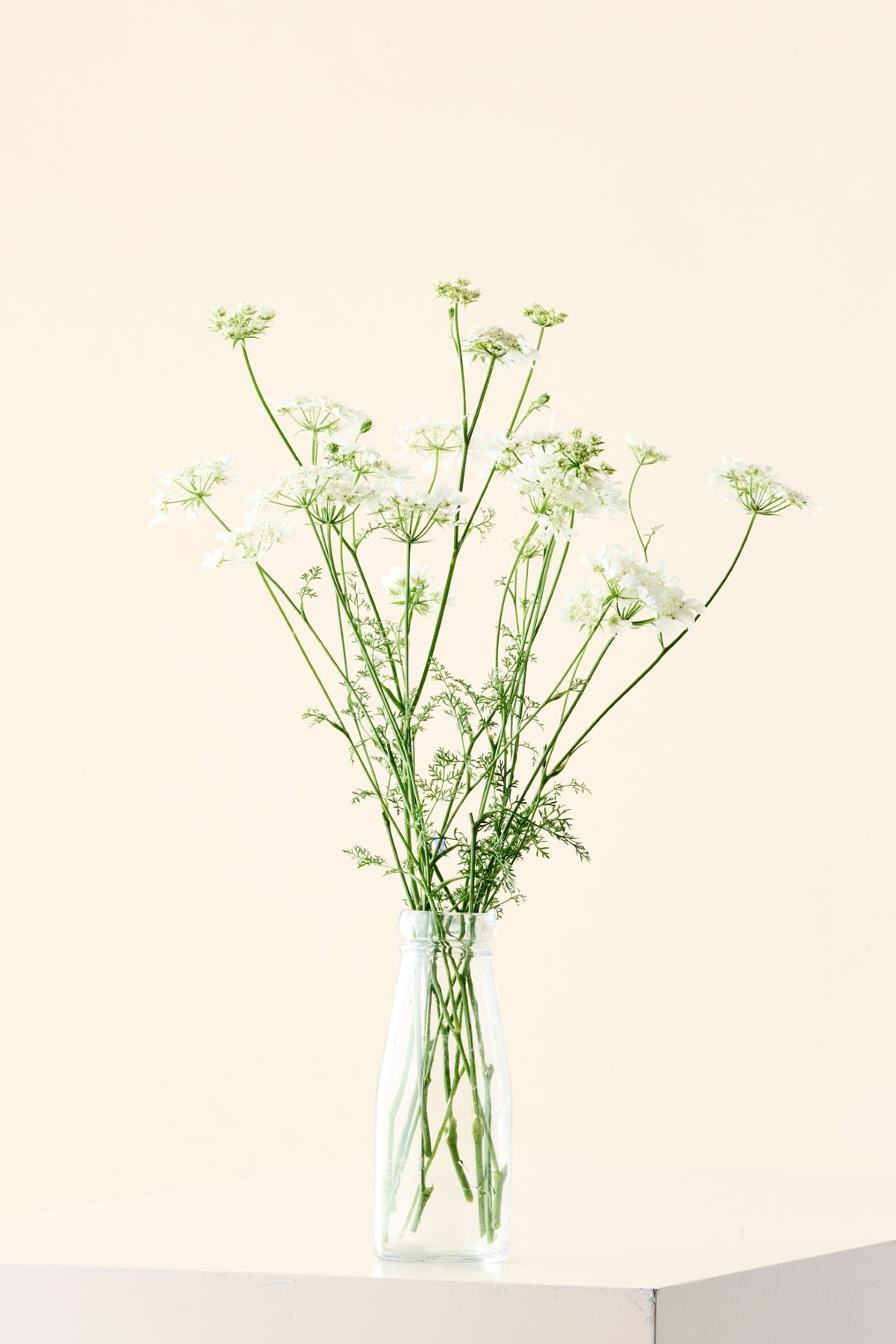 Blomsterkørvel 'QIS White Finch'