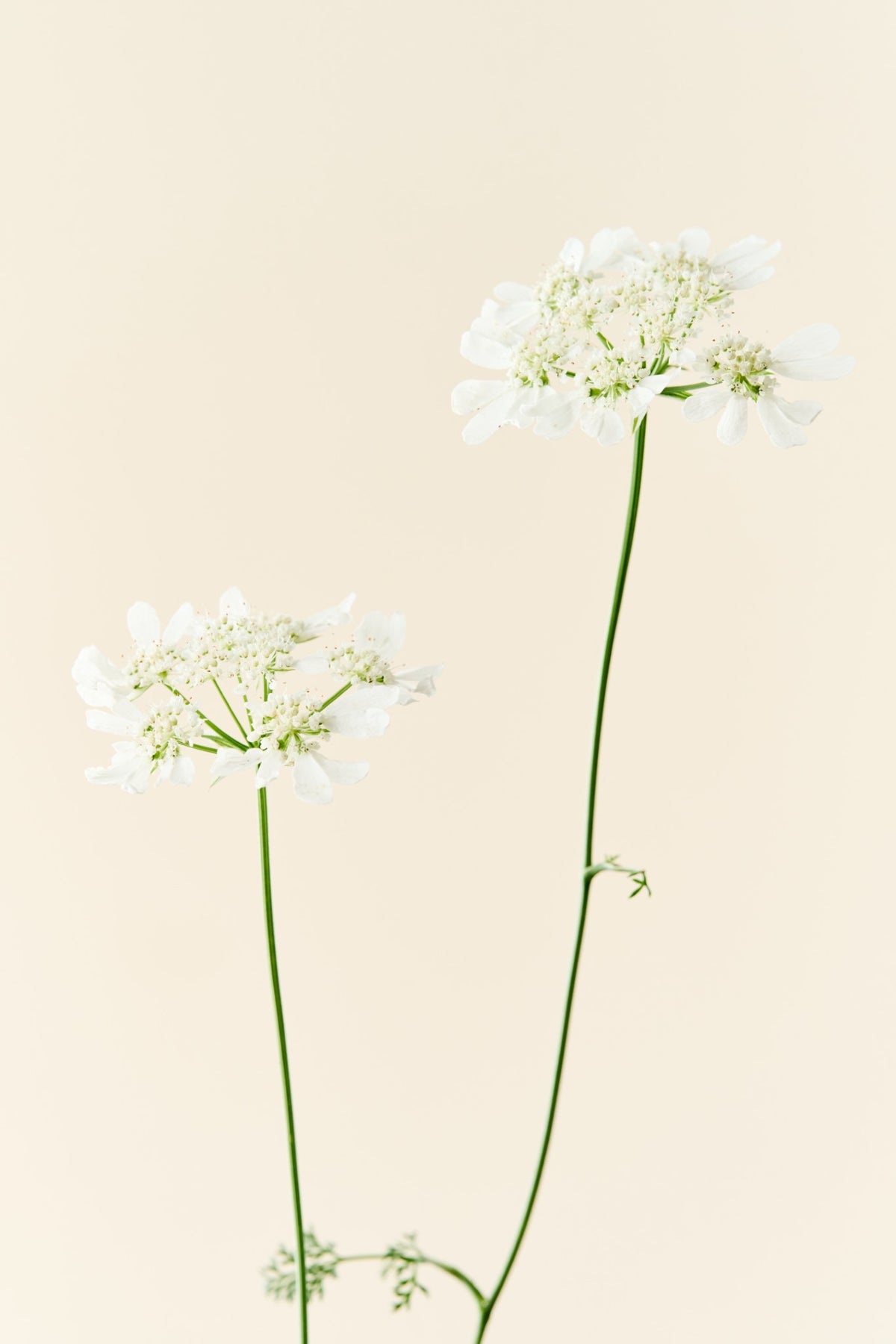 Blomsterkørvel 'QIS White Finch'