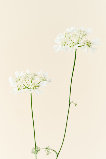 Blomsterkørvel 'QIS White Finch'