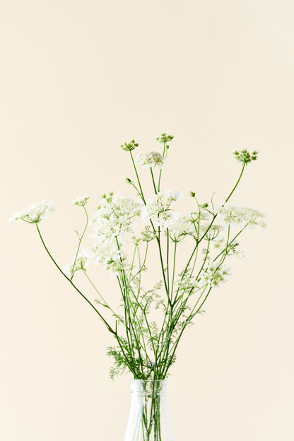 Blomsterkørvel 'QIS White Finch'