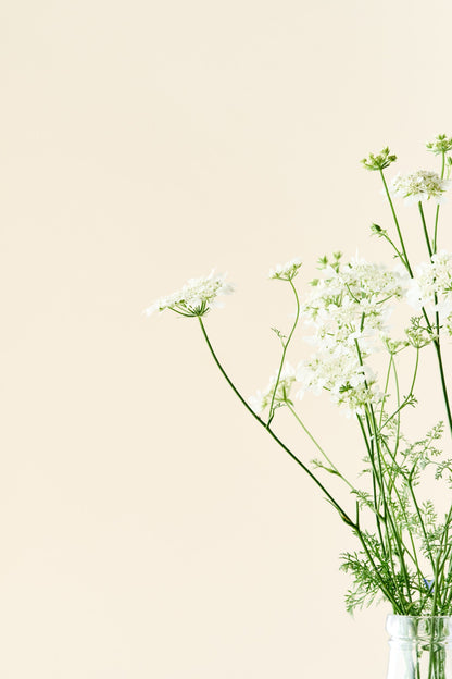 Blomsterkørvel 'QIS White Finch'