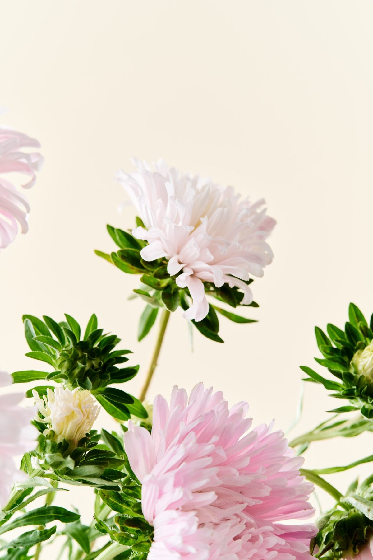 Sommerasters 'King Size Appleblossom' - frø