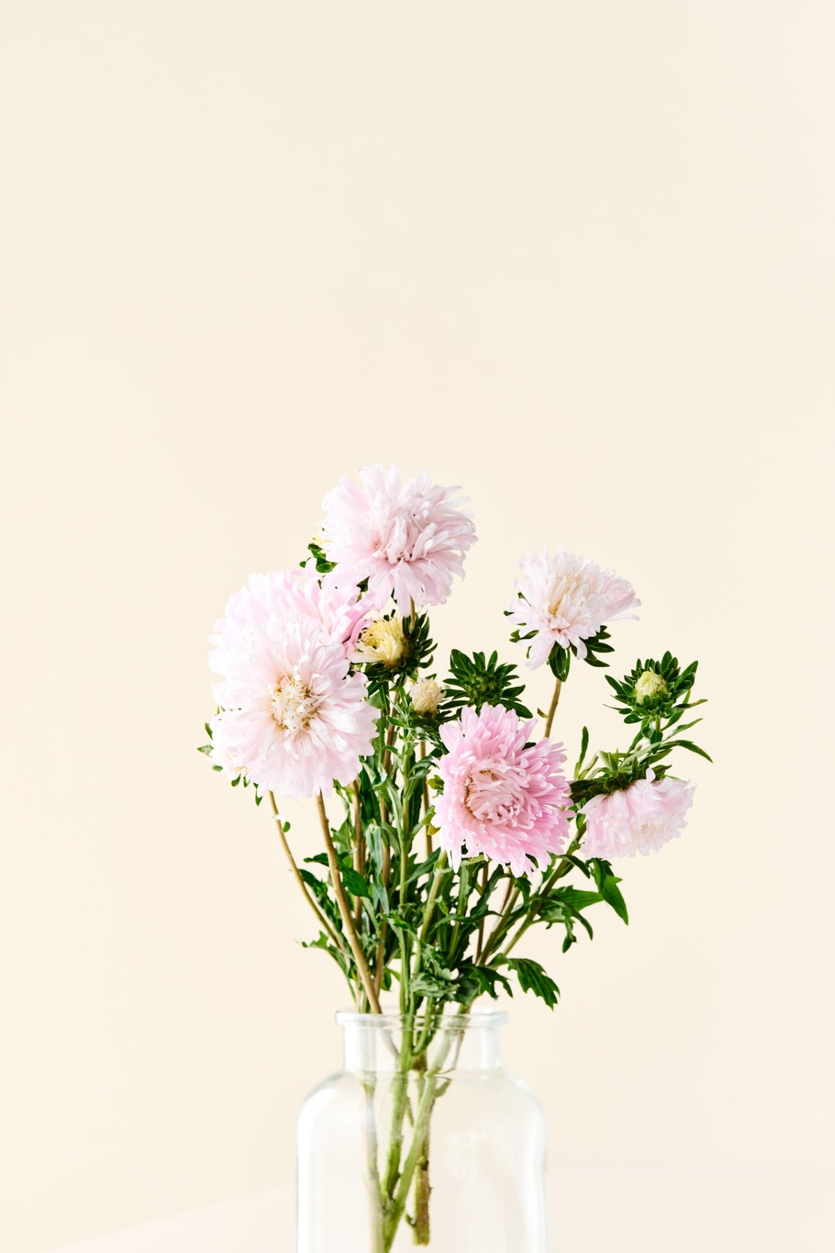 Sommerasters 'King Size Appleblossom' - frø