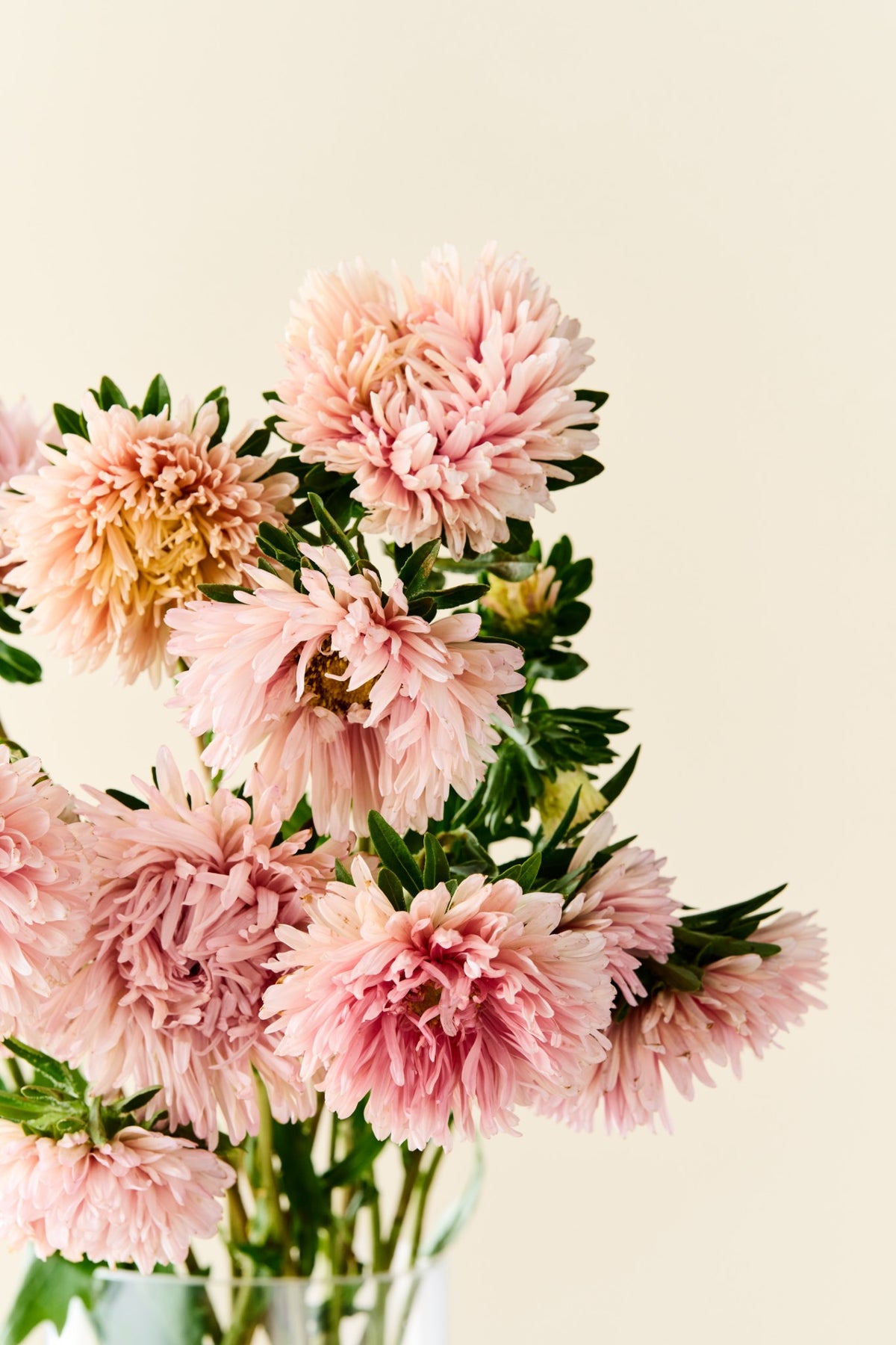 Sommerasters 'King Size Apricot' - frø