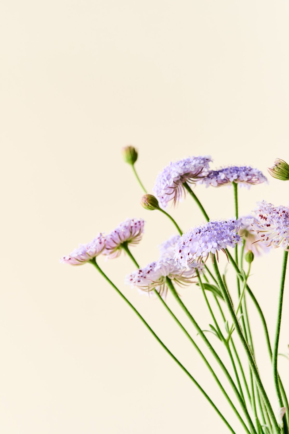 Kniplingeblomst 'Lace Blue' - frø