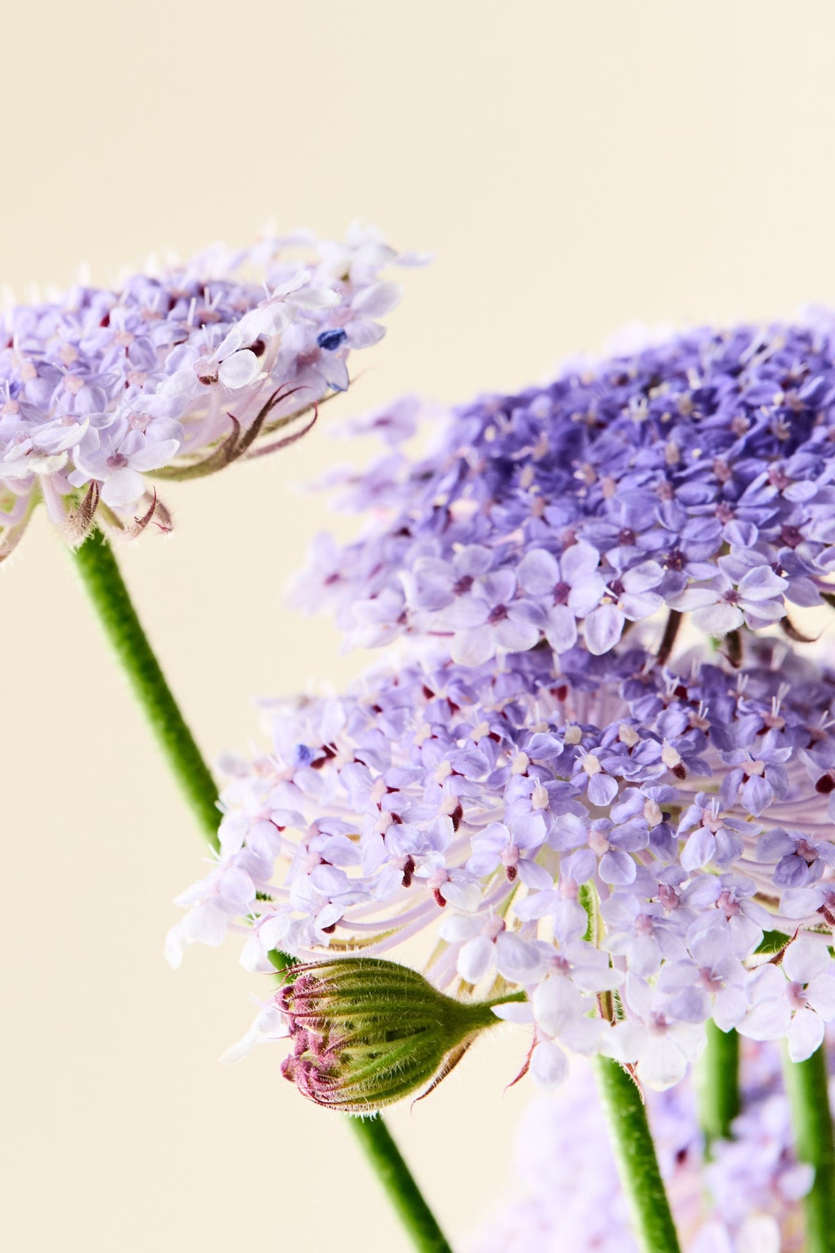 Kniplingeblomst 'Lace Blue' - frø