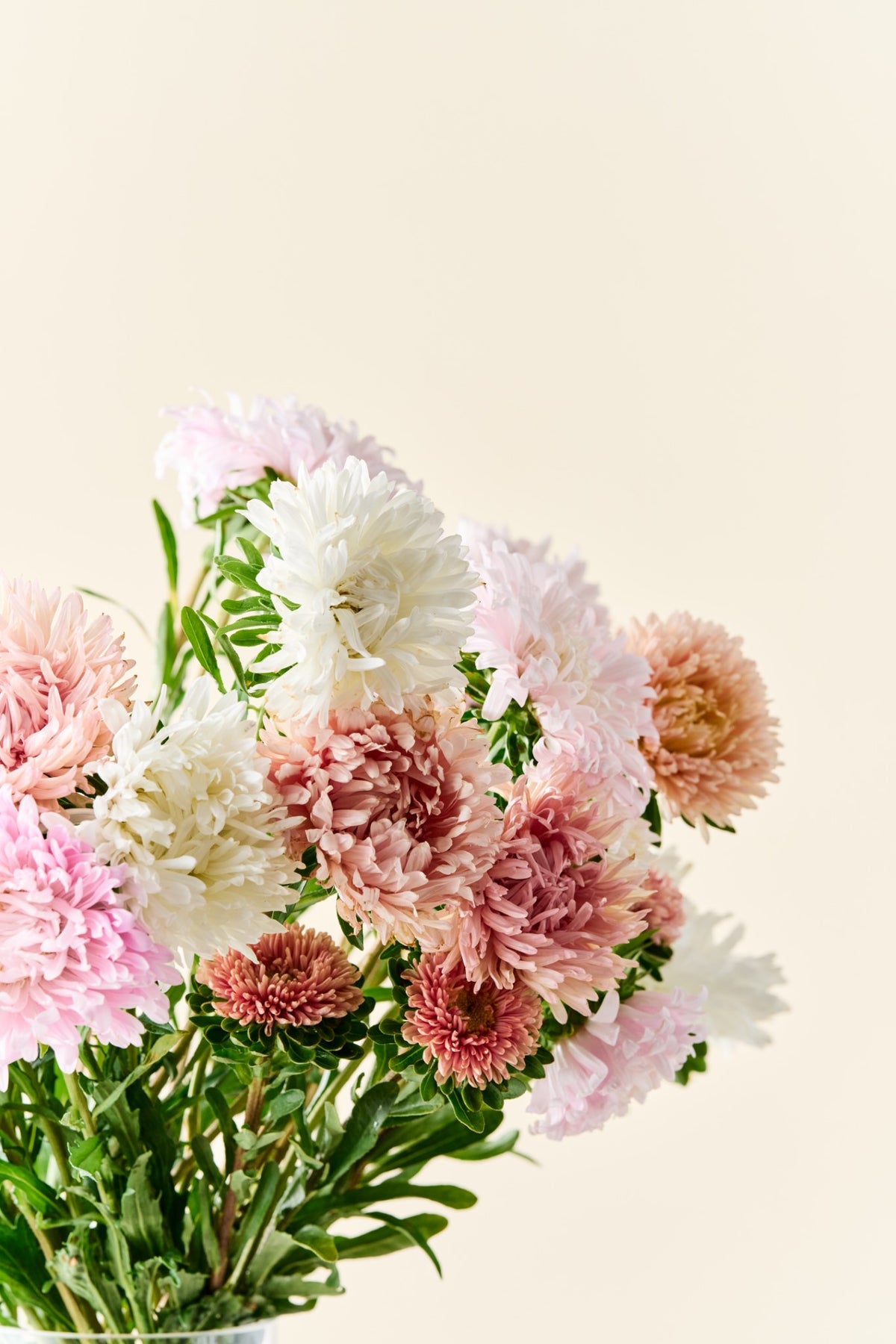 Sommerasters 'The Roses Mixture' - frø