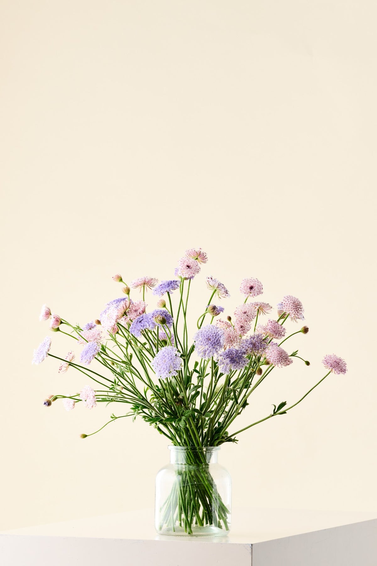 Kniplingeblomst 'Lace Mixture' - frø