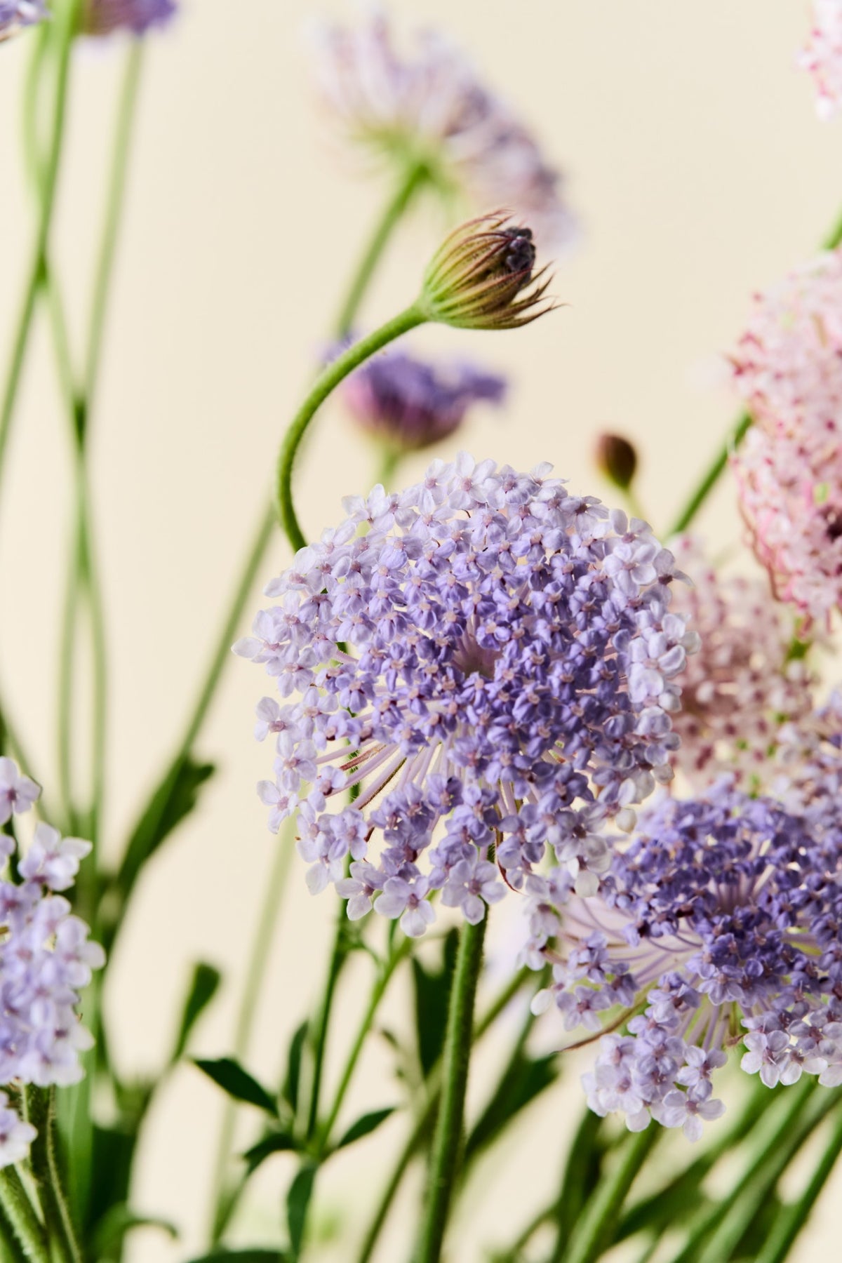 Kniplingeblomst 'Lace Mixture' - frø
