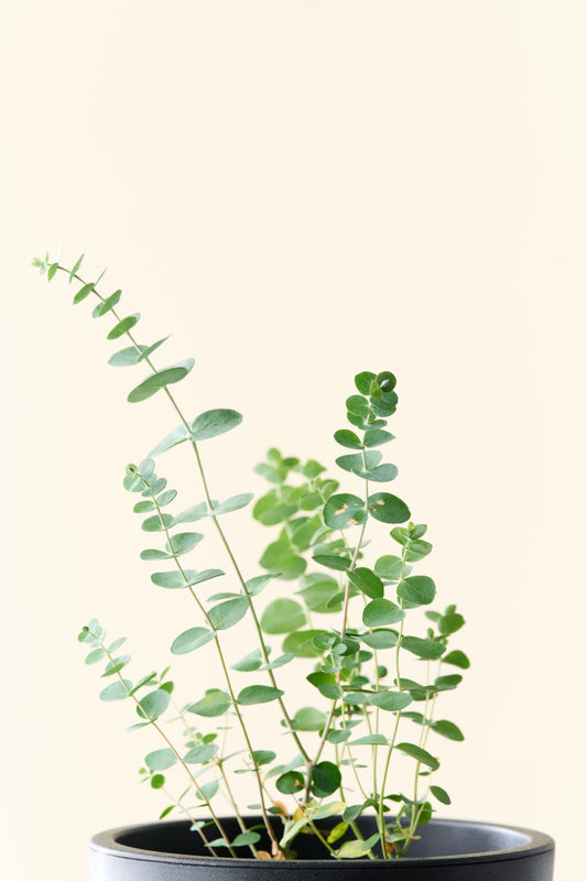 Eukalyptus 'Baby Blue' - frø