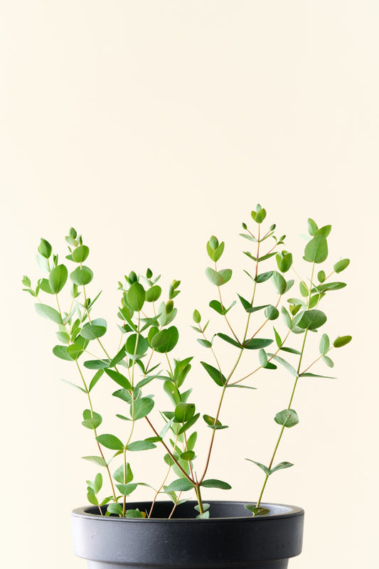 Eukalyptus 'Boxwood' - frø