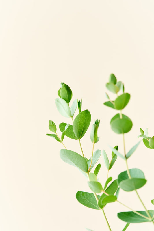 Eukalyptus 'Boxwood' - frø