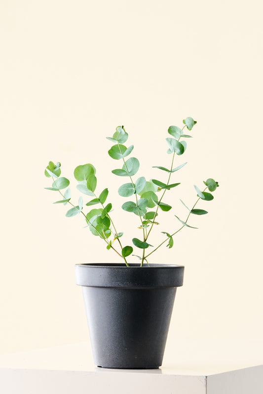 Eukalyptus 'Silver Dollar' - frø