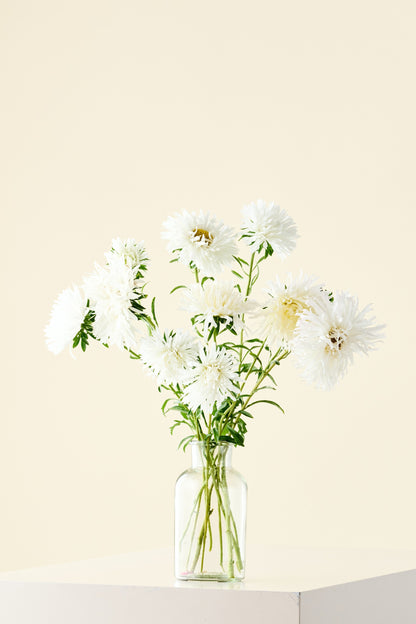 Sommerasters 'Unicum White' - frø