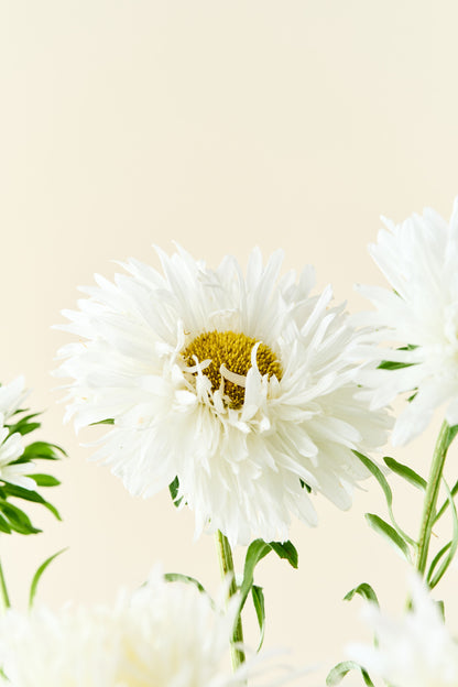 Sommerasters 'Unicum White' - frø
