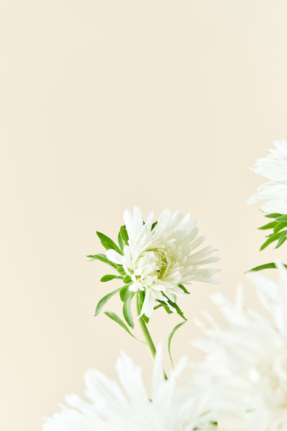 Sommerasters 'Unicum White' - frø