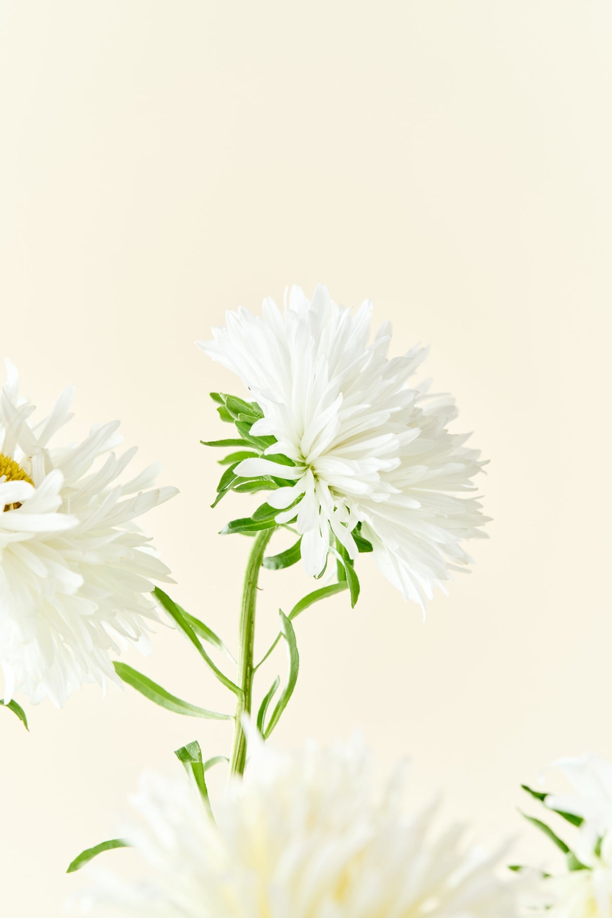 Sommerasters 'Unicum White' - frø