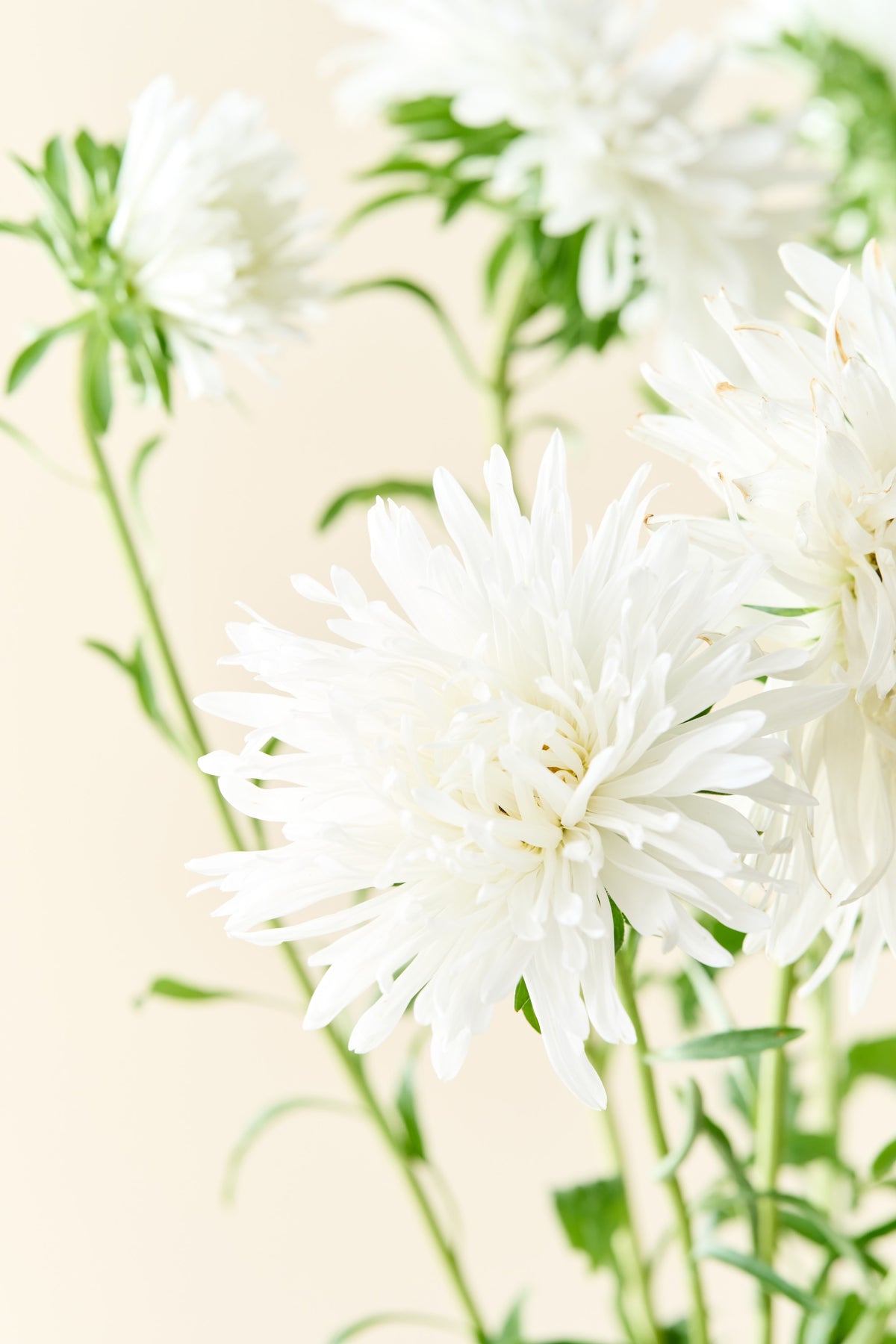Sommerasters 'Unicum White' - frø