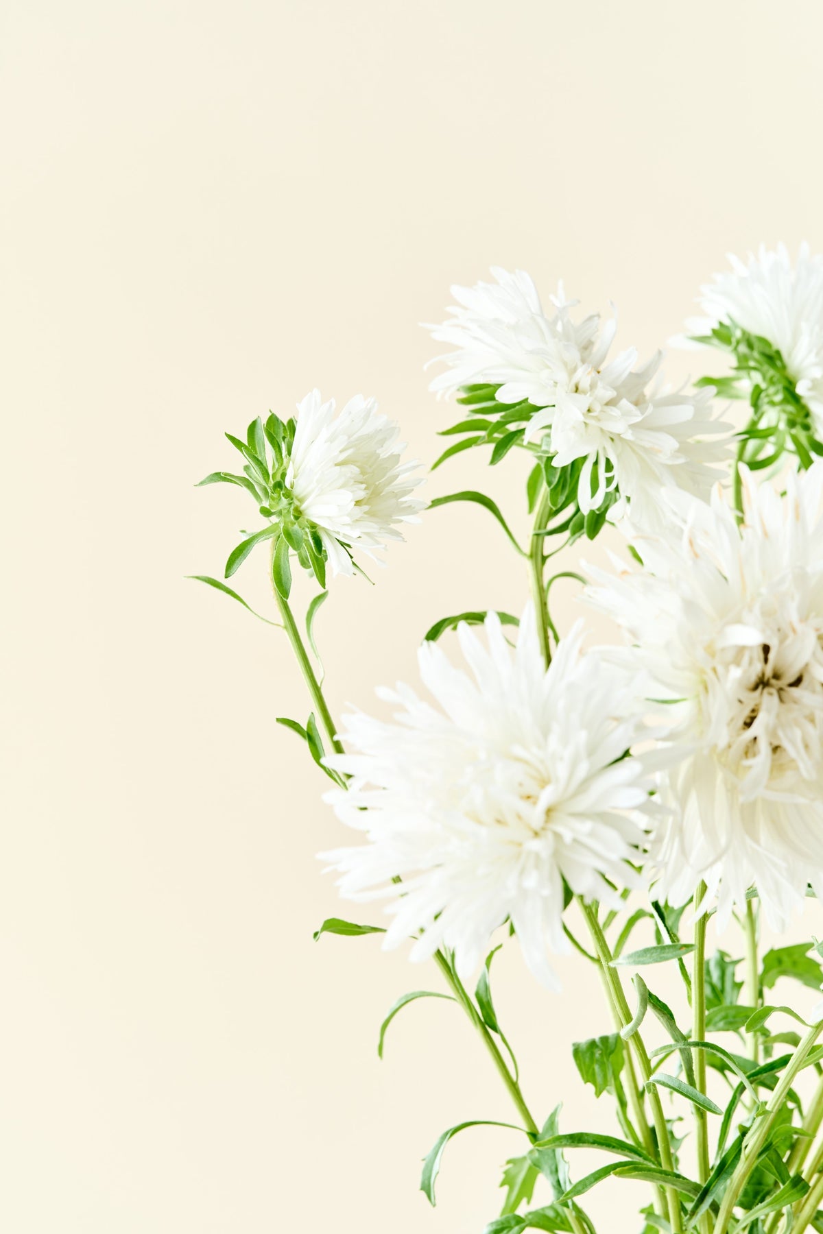 Sommerasters 'Unicum White' - frø