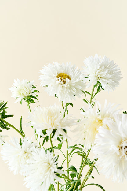 Sommerasters 'Unicum White' - frø