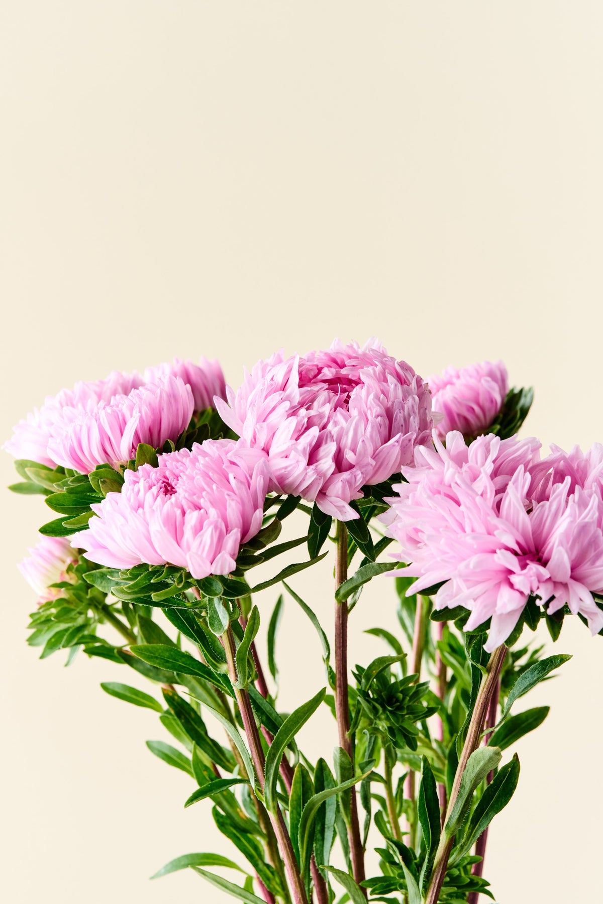 Sommerasters 'Duchesse Coral-Rose' - frø