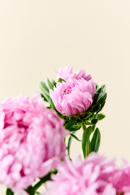 Sommerasters 'Duchesse Coral-Rose' - frø