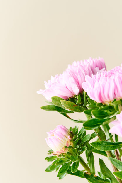 Sommerasters 'Duchesse Coral-Rose' - frø