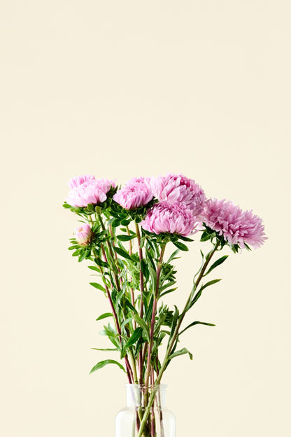 Sommerasters 'Duchesse Coral-Rose' - frø