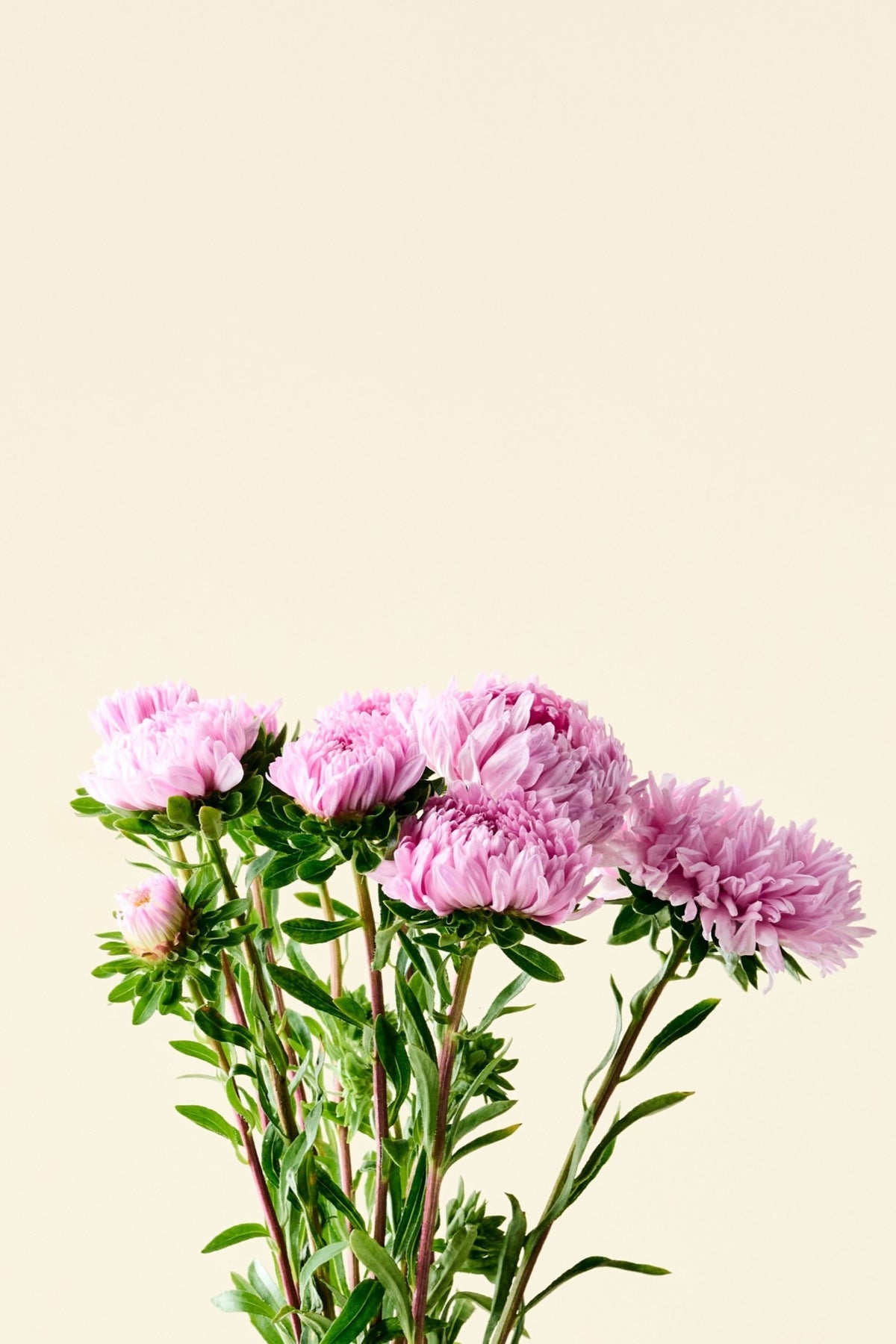 Sommerasters 'Duchesse Coral-Rose' - frø