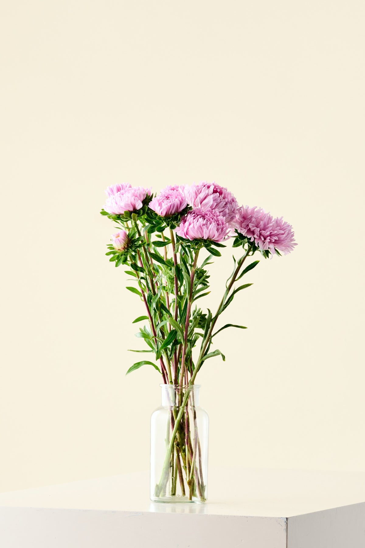 Sommerasters 'Duchesse Coral-Rose' - frø