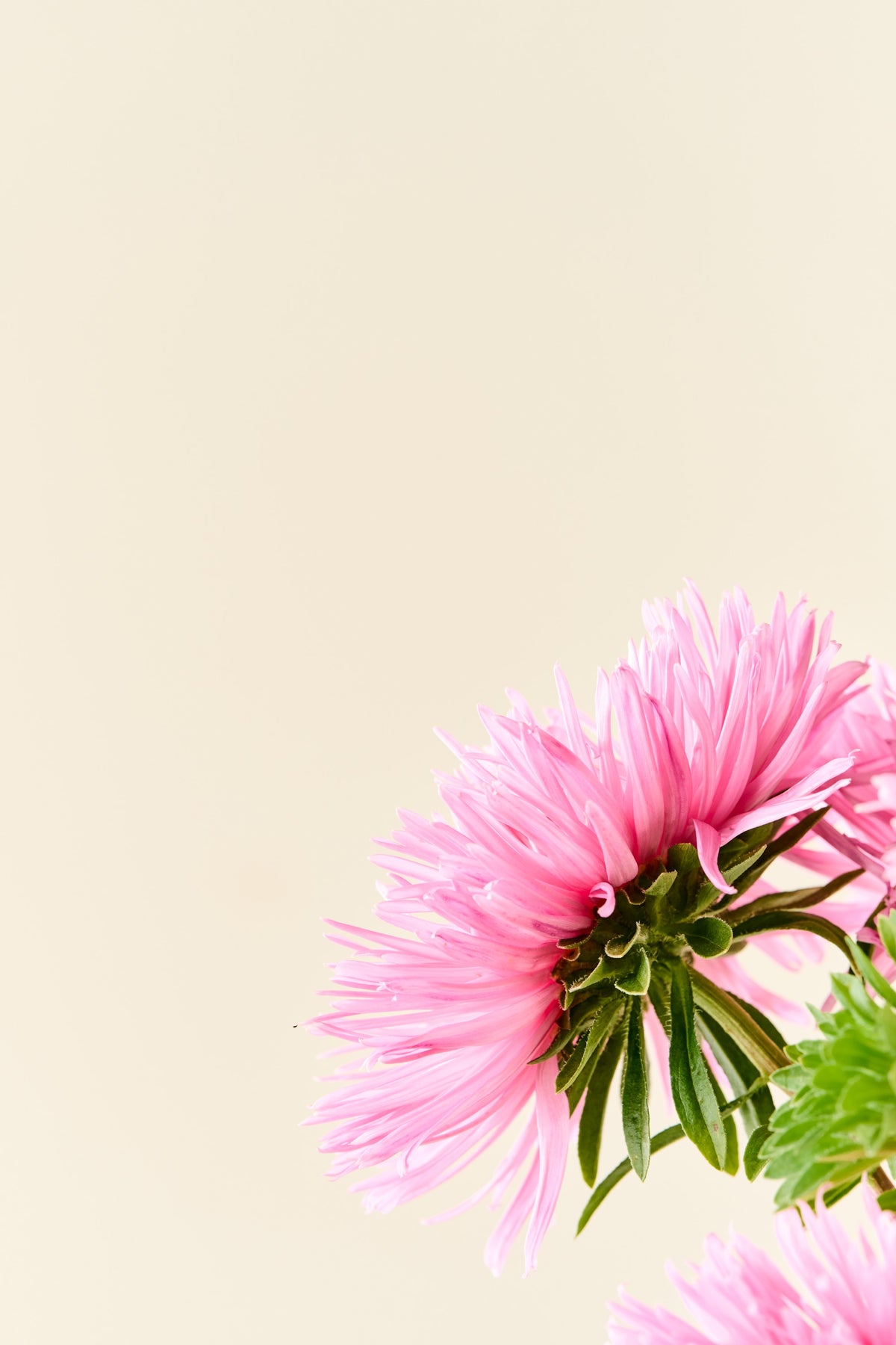 Sommerasters 'Unicum Salmon Rose' - frø