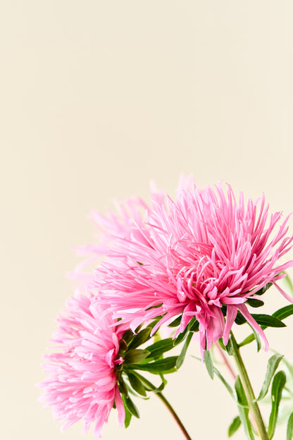 Sommerasters 'Unicum Salmon Rose' - frø