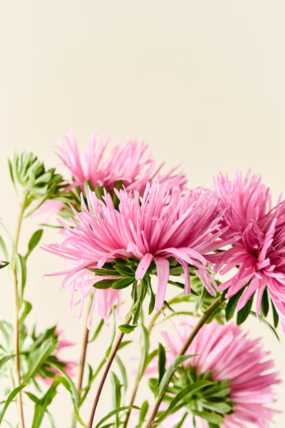 Sommerasters 'Unicum Salmon Rose' - frø