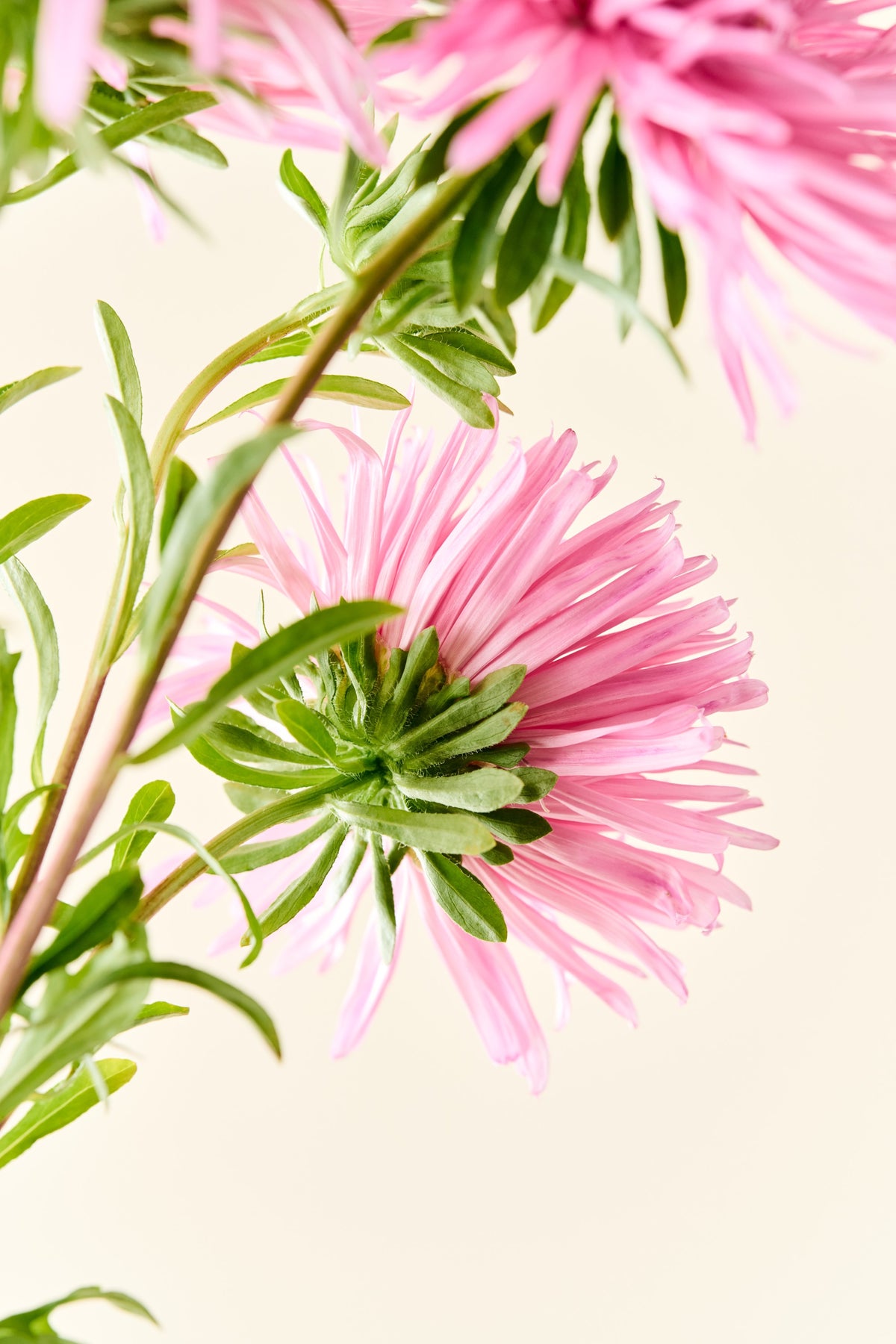 Sommerasters 'Unicum Salmon Rose' - frø