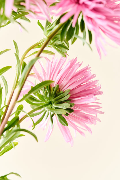 Sommerasters 'Unicum Salmon Rose' - frø