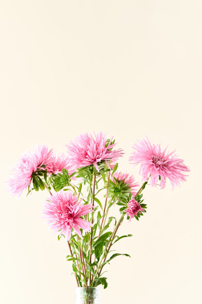 Sommerasters 'Unicum Salmon Rose' - frø
